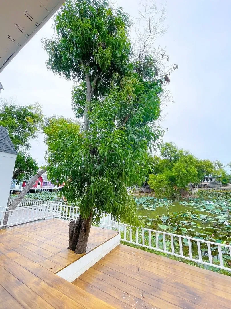 White Lotus House n.13 รูปที่ 12